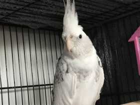 Lost Cockatiel