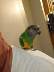 Lost Senegal