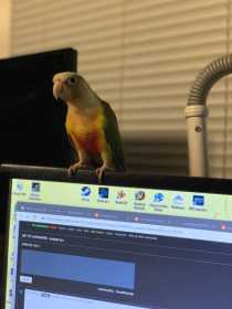 Lost Conure
