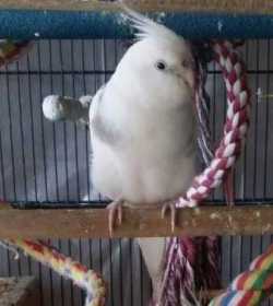 Lost Cockatiel