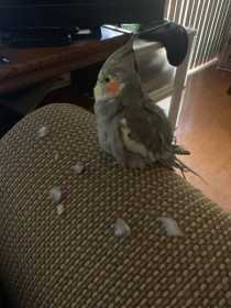 Lost Cockatiel