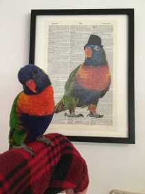 Lost Lory / Lorikeet