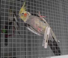 Lost Cockatiel