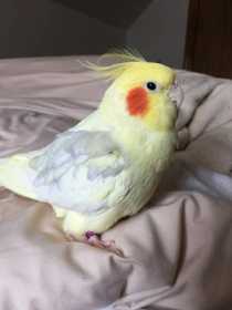 Lost Cockatiel