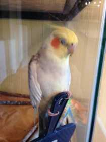 Lost Cockatiel