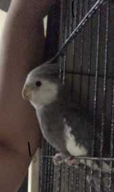 Lost Cockatiel