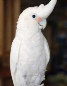 Lost Cockatoo