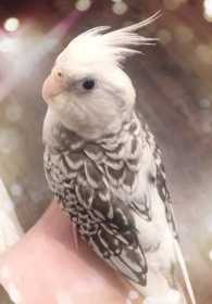 Lost Cockatiel
