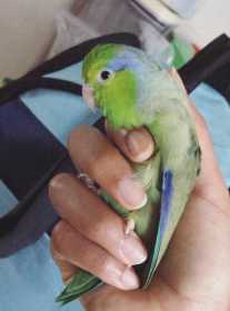 Lost Parrotlet