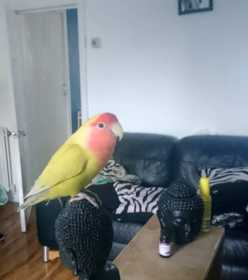 Lost Lovebird
