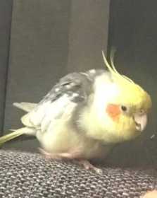 Lost Cockatiel