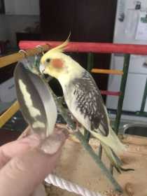 Lost Cockatiel