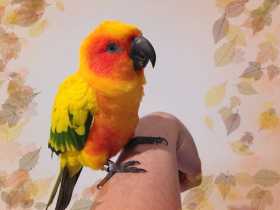 Lost Conure