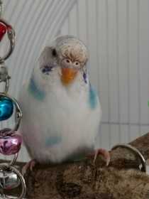 Lost Budgerigar