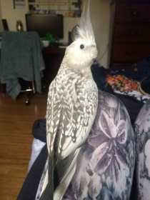 Lost Cockatiel
