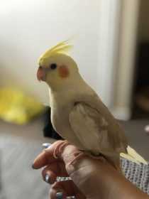 Lost Cockatiel