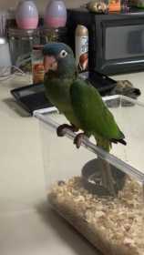 Lost Conure