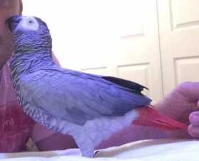 Lost African Grey