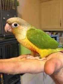 Lost Conure