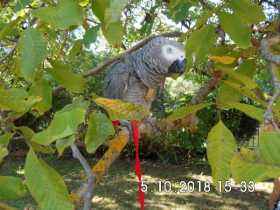 Lost African Grey