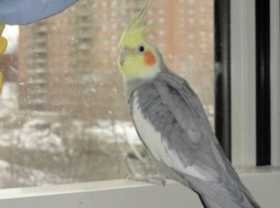 Lost Cockatiel