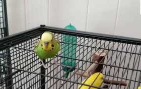 Lost Parakeet