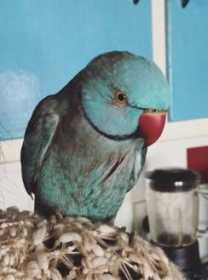 Lost Indian Ringneck Parakeet