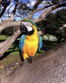 Lost Macaw