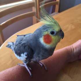 Lost Cockatiel