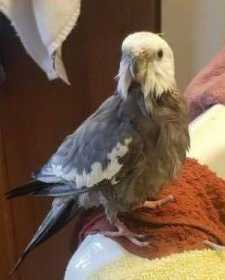 Lost Cockatiel