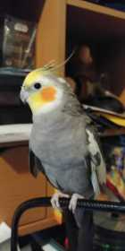 Lost Cockatiel