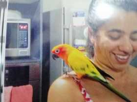 Lost Conure