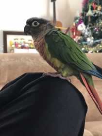 Lost Conure