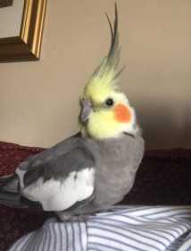 Lost Cockatiel