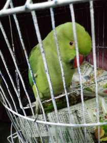 Lost Indian Ringneck Parakeet
