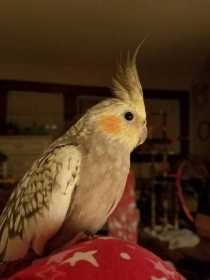 Lost Cockatiel