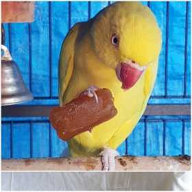 Lost Indian Ringneck Parakeet