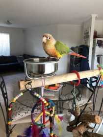 Lost Conure