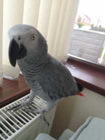 Lost African Grey