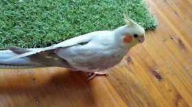 Lost Cockatiel