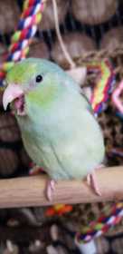 Lost Parrotlet