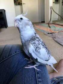 Lost Cockatiel