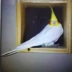 Lost Cockatiel