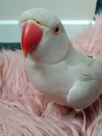 Lost Indian Ringneck Parakeet