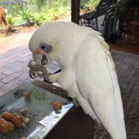 Lost Corella Cockatoo