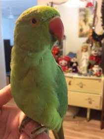 Lost Indian Ringneck Parakeet