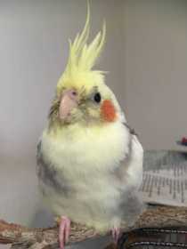 Lost Cockatiel