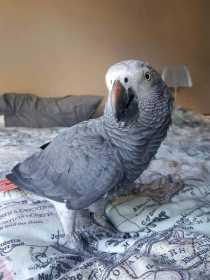 Lost African Grey