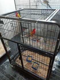 Lost Rosella