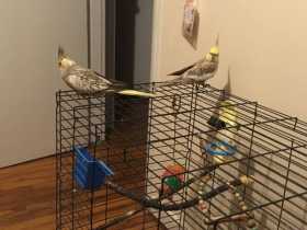 Lost Cockatiel